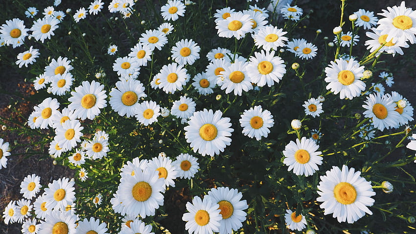 Flowers, Grass, Camomile, Polyana, Glade HD wallpaper