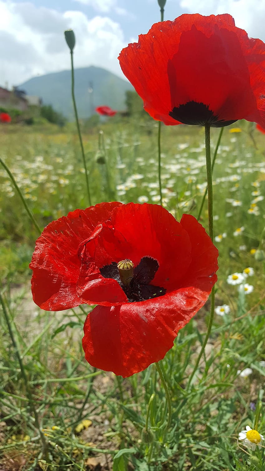 : papaver rhoeas, ดอกไม้, ที่โล่ง, ภูเขา, ไกเซรี วอลล์เปเปอร์โทรศัพท์ HD