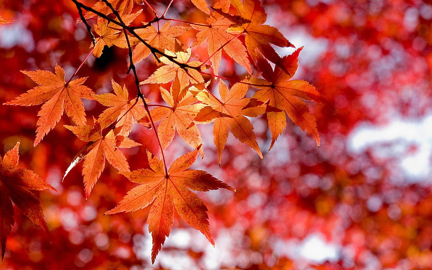 Клен, кленово листно дърво HD тапет