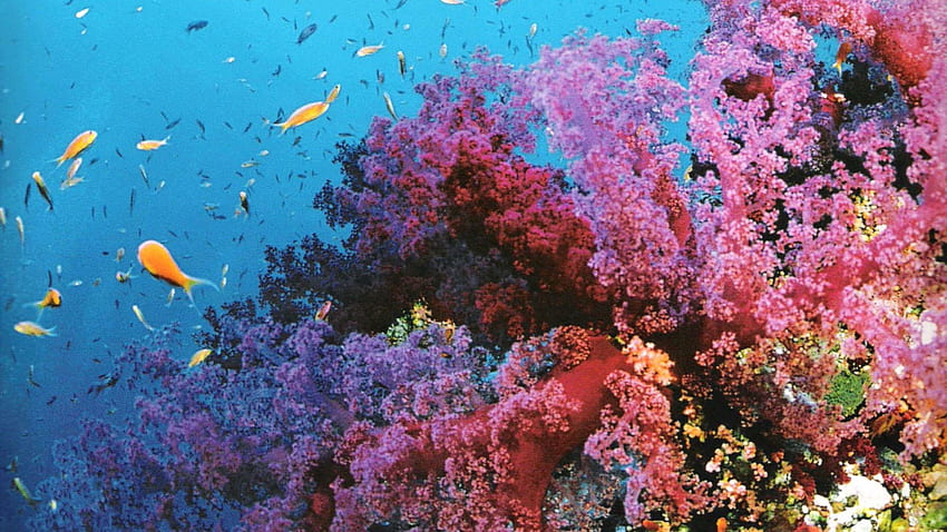 Фон на коралов риф, естетично коралово розово HD тапет