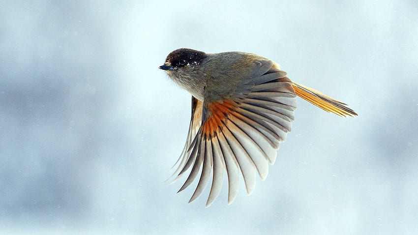 Tiere, Vogel, Flug, Flügel, Welle, Sweep HD-Hintergrundbild