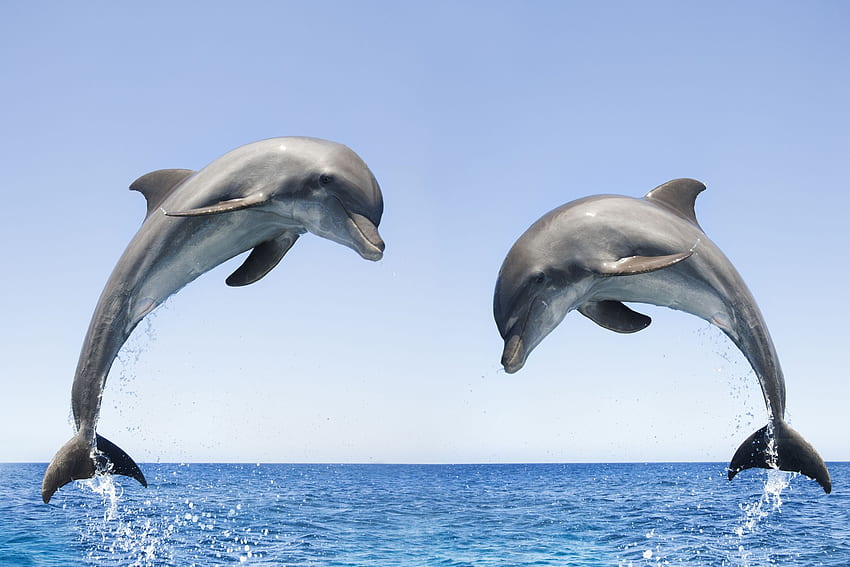 jumping dolphins. Bottlenose Dolphin Jumping Related Keywords HD wallpaper