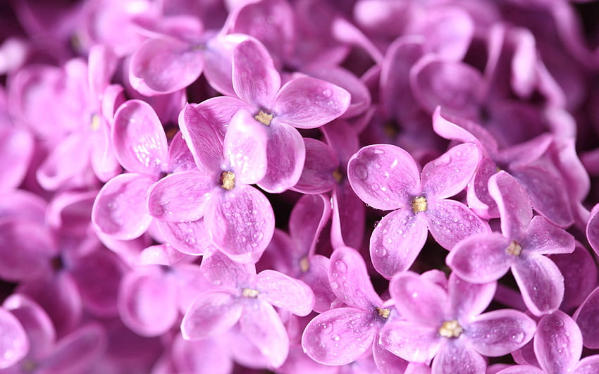 Flowers, Lilac, Macro, Petals, Multitude, Lots Of HD wallpaper | Pxfuel
