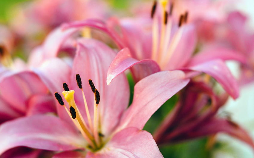 lili merah muda, , makro, bunga merah muda, Lilium Wallpaper HD