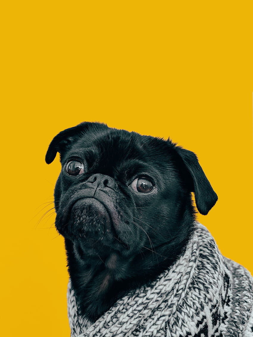 Animals, Dog, Muzzle, Sight, Opinion, Pug, Scarf HD phone wallpaper