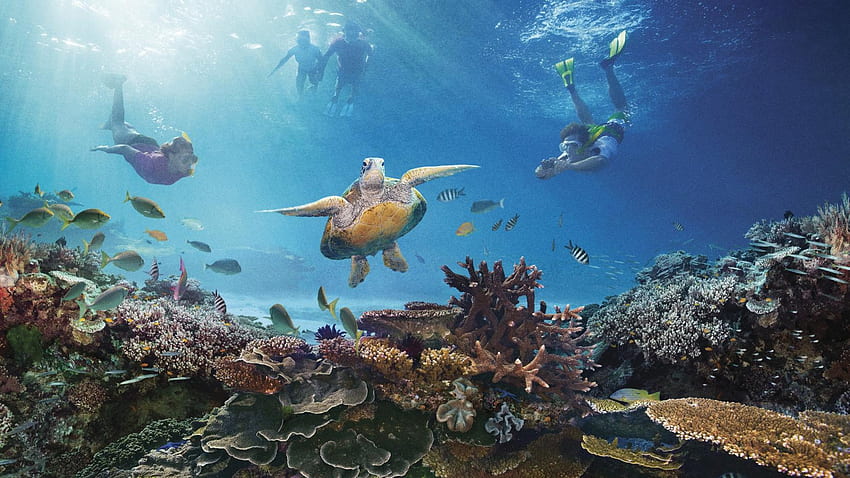 Wielka Rafa Koralowa , Ziemia, kwatera główna Wielka Rafa Koralowa . 2019, Komputer rafy koralowej Tapeta HD