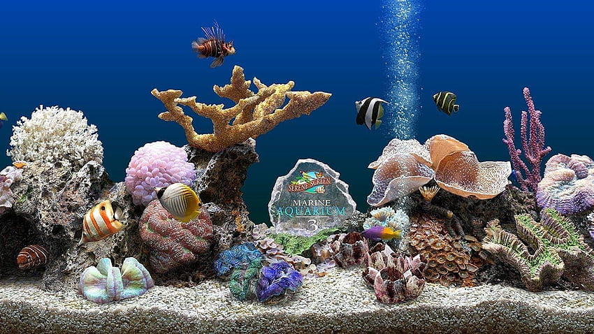 Marine Aquarium Screensaver U, Saltwater Aquarium HD wallpaper