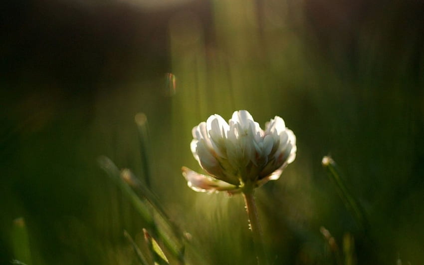 ดอกไม้สีขาว ธรรมชาติ ดอกไม้ วอลล์เปเปอร์ HD