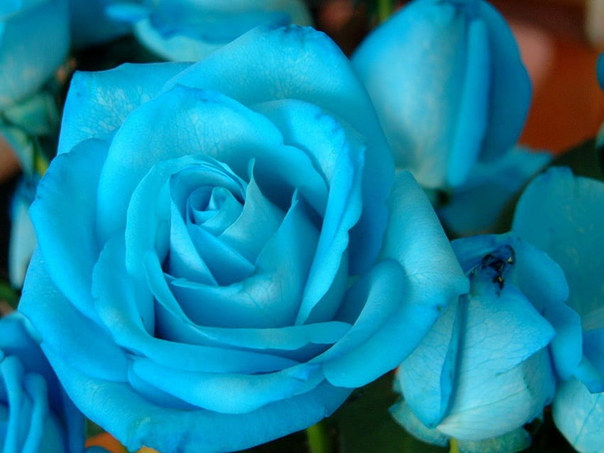 Rosas azules, mavi, buket, eğlence, aranjman, benzersiz, özel, değerli, gül, moda, narin, bereket, ışık, parlak, aşk, sonsuza kadar HD duvar kağıdı