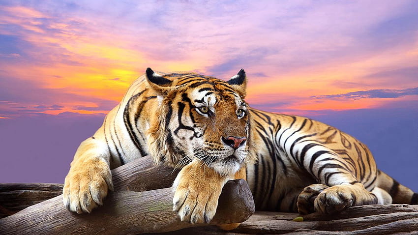 Wild Animals, 3D Wild Animal HD wallpaper | Pxfuel