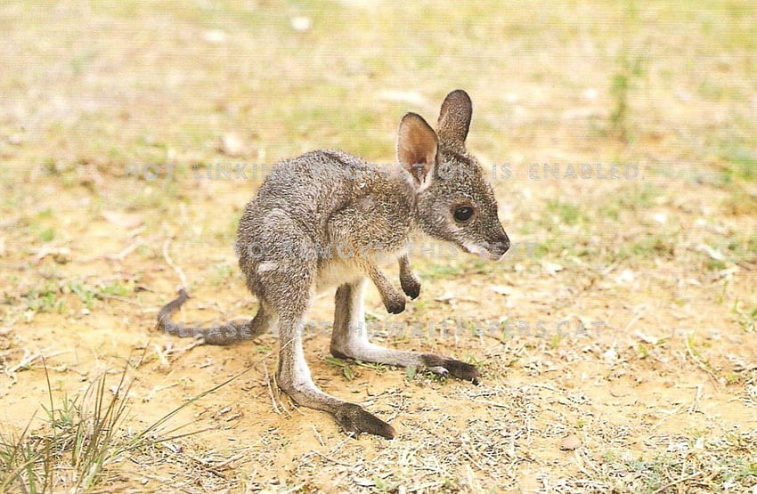 Ostgraues Känguru Joey süßes Baby HD-Hintergrundbild