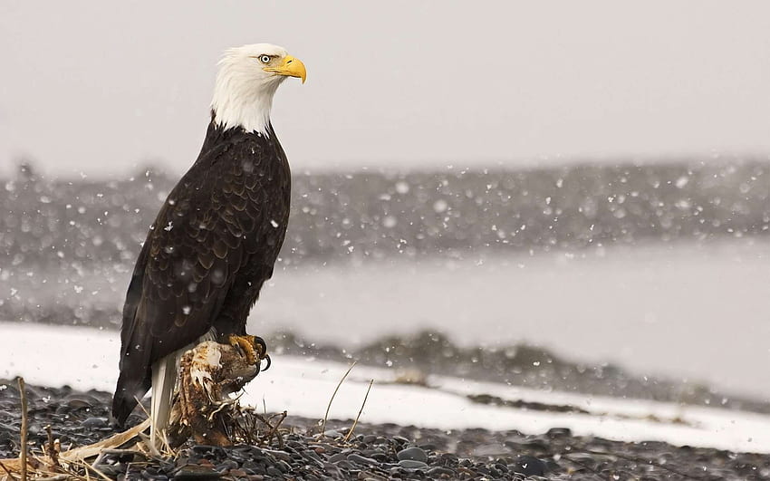 : Eagle , Wide Eagle Q, Patriotic Bald Eagle HD wallpaper