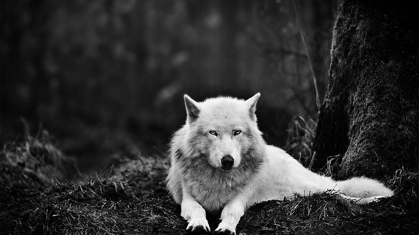 Wolf, Evil White Wolf HD wallpaper