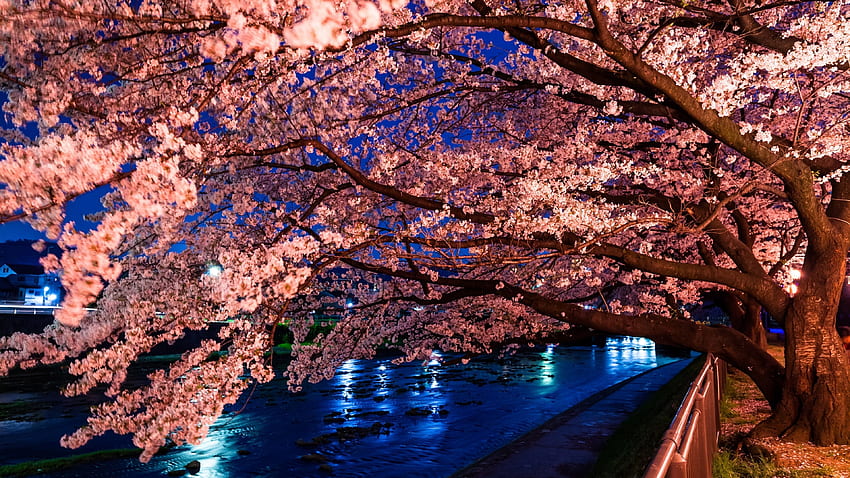Cherry Blossom, River, Night for U TV - Maiden, Cherry Blossoms at Night papel de parede HD