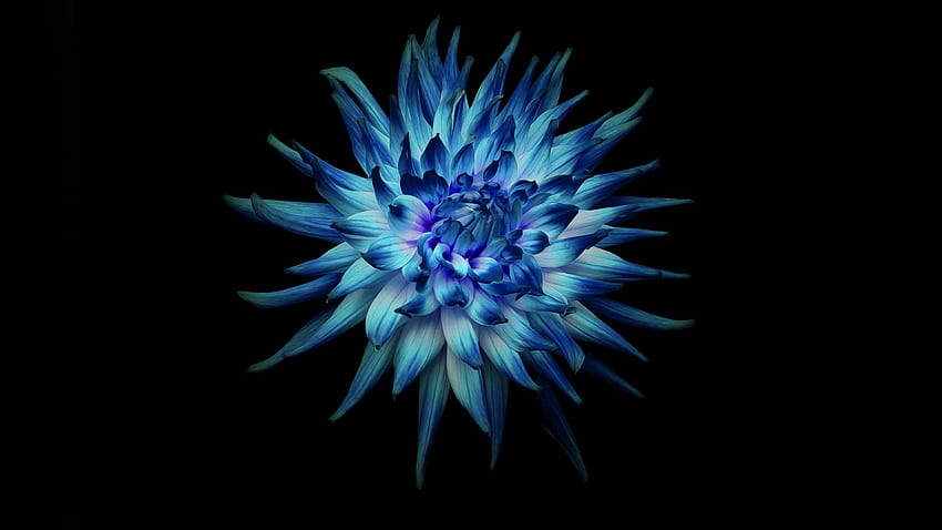 Niebieski kwiat dalii na czarnym tle i - Tapeta HD