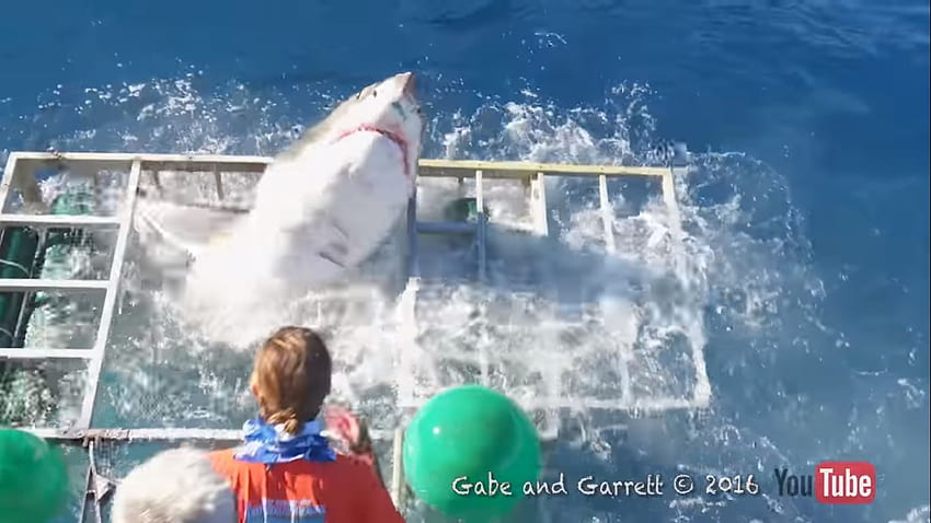 이 오싹한 비디오는 상어가 수중 그래퍼의 새장을 뚫는 모습을 보여줍니다. Shark Breaching HD 월페이퍼