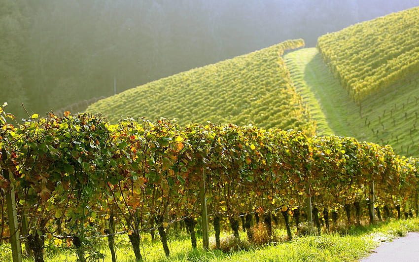 Vineyard Vines, France Vineyard HD wallpaper
