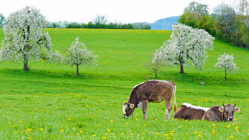 zwierzęta, jedzenie, trawa, krowy, leżeć, leżeć, wiosna Tapeta HD