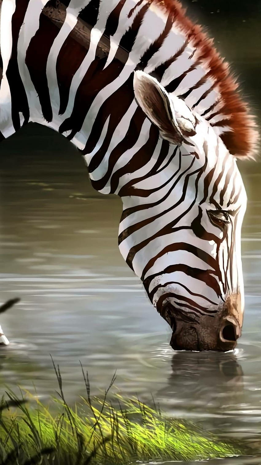 Awesome zebra . African animals, Zebra , Animals wild, Cool Zebra HD phone wallpaper