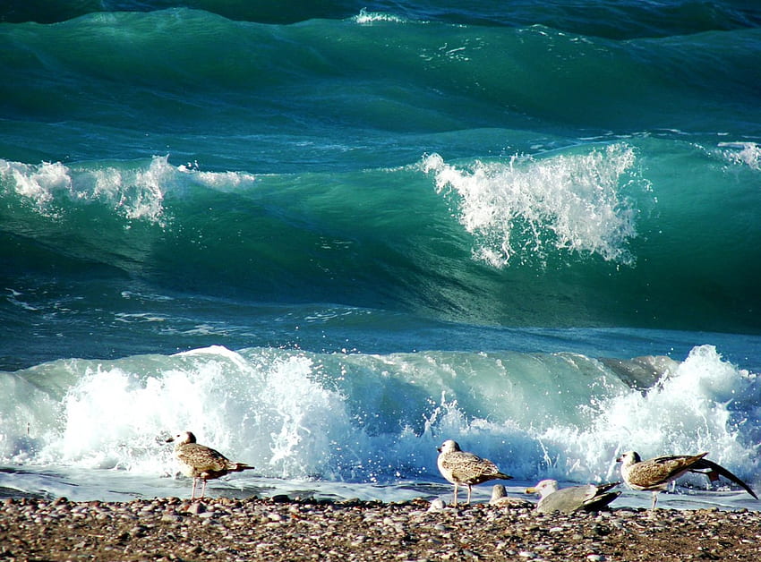 waves and seagulls, waves, seagulls HD wallpaper