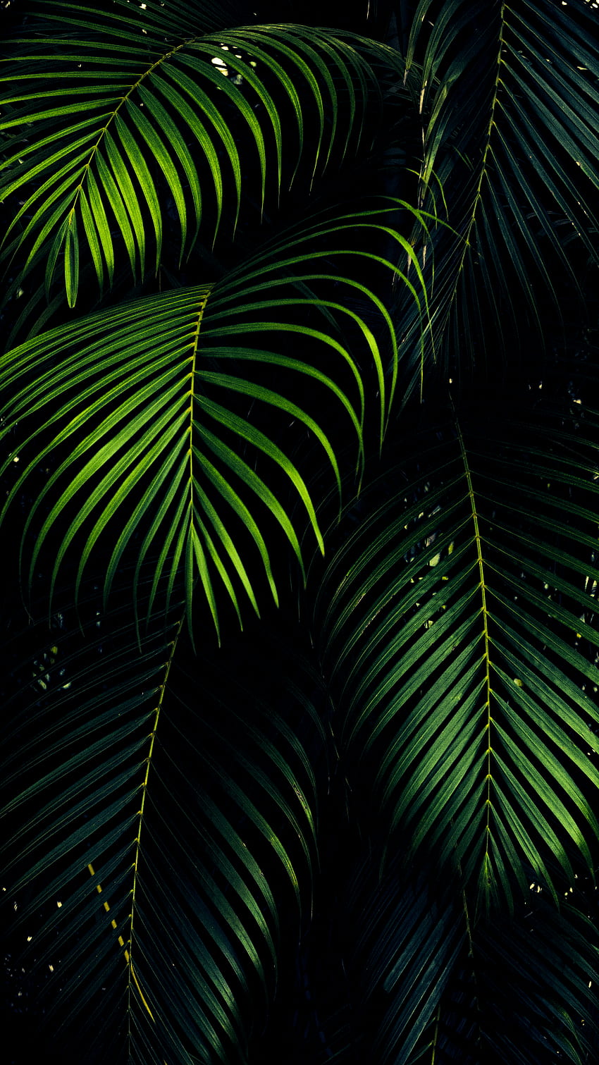 Estetica foglia verde, estetica foglie scure Sfondo del telefono HD