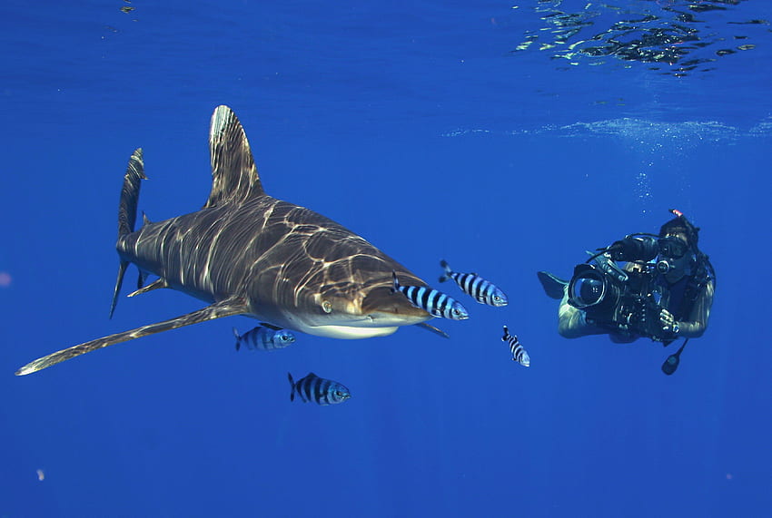 Scuba diving diver ocean sea underwater shark HD wallpaper