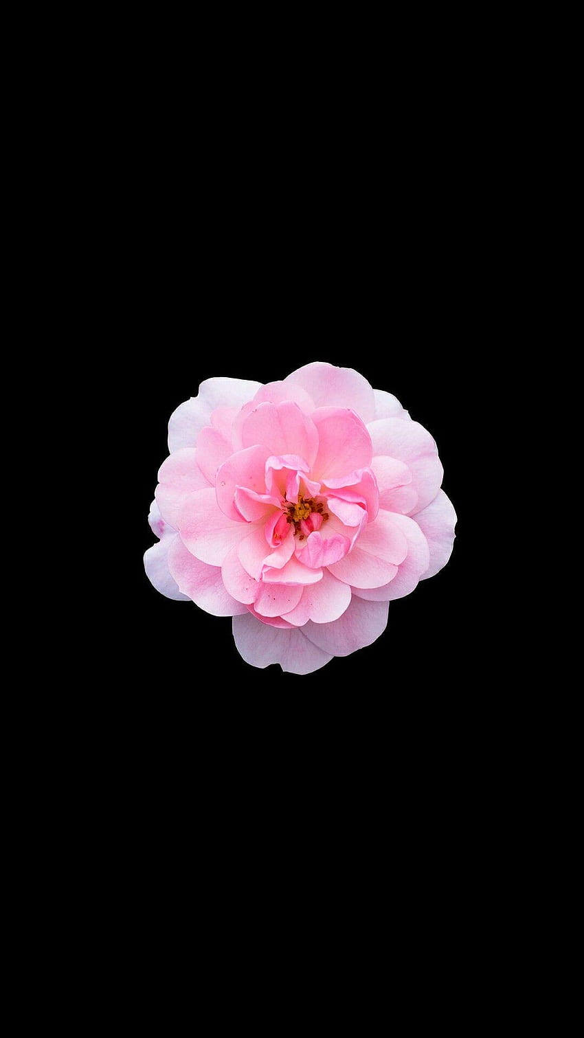 Pink And Black Flower, Black Pink Floral HD phone wallpaper | Pxfuel