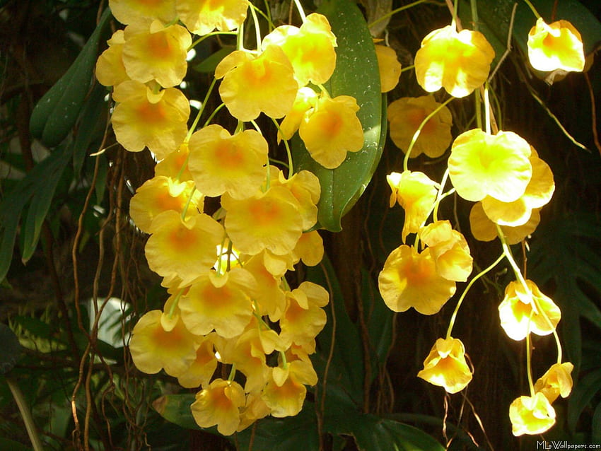 Hanging Yellow Orchids, Orchid Garden HD wallpaper