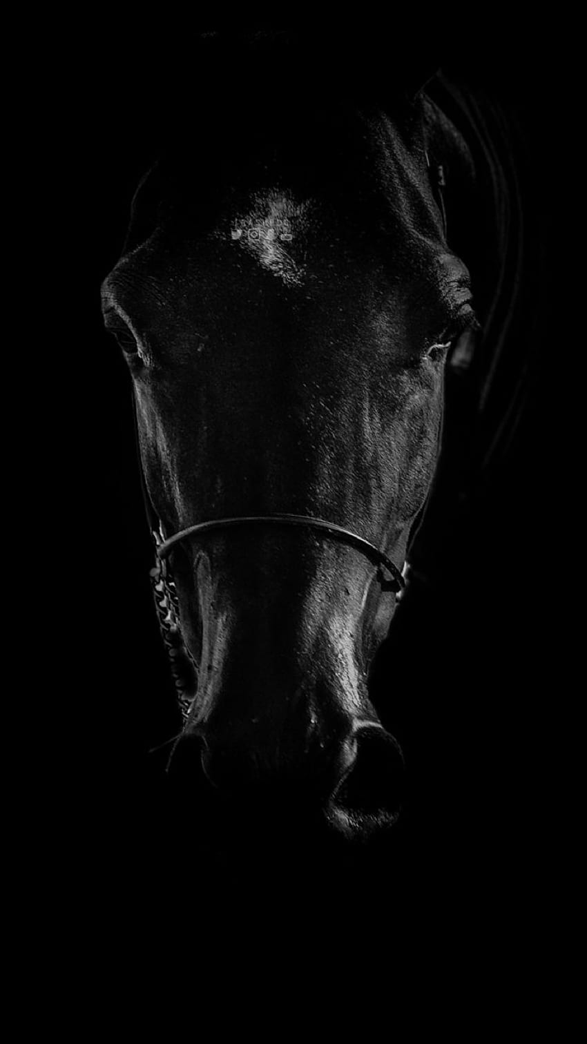 Czarny koń iPhone, czarne piękno Tapeta na telefon HD