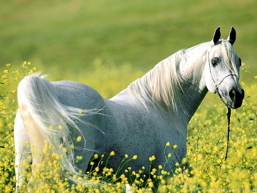 Premium AI Image | Graceful Majesty The Ethereal Monotone of a White  Arabian Horse Rearing on Back Legs Adorned with