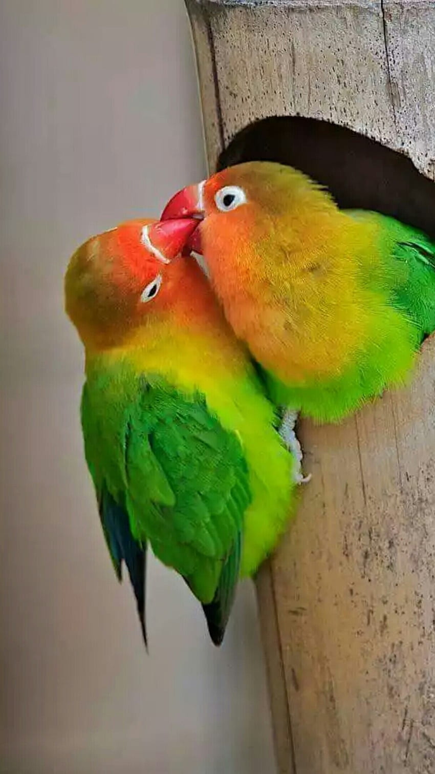 Ptaki miłości, romantyczne, ptaki Tapeta na telefon HD