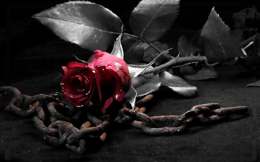 Dark Black White Red Rose Flower [] for your , Mobile & Tablet. Explore Dark Red Roses . Red and Black Rose , Red Rose for HD wallpaper