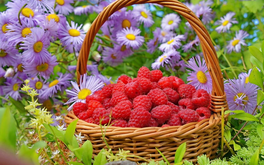 Summer Smak, jagoda, owoce, malina, jedzenie, lato, kosz, czerwień, owoce, kwiaty, maliny Tapeta HD