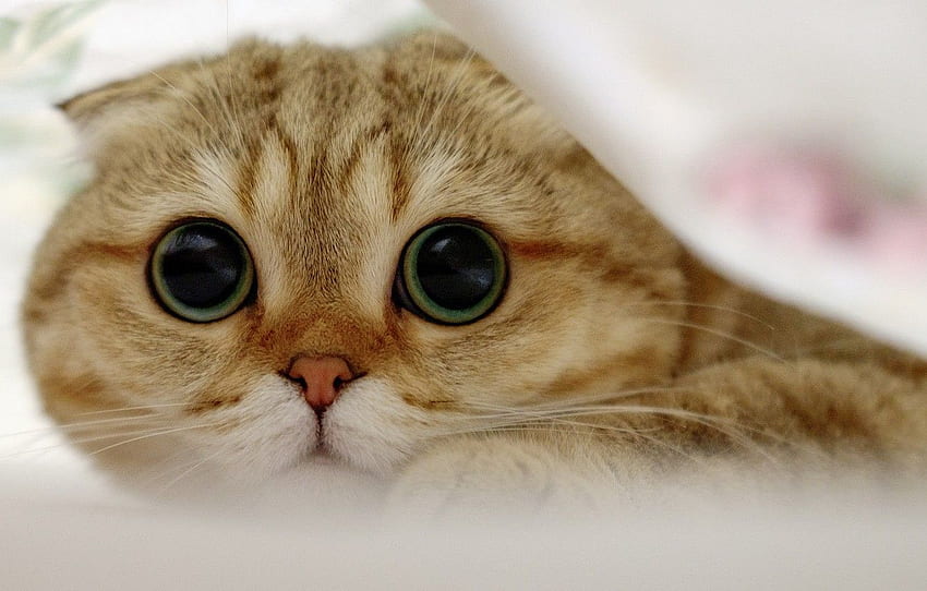 แมว ดู ตะกร้อ แมวสก๊อตติชโฟลด์ สำหรับ ลูกแมวสก๊อตติชโฟลด์ วอลล์เปเปอร์ HD