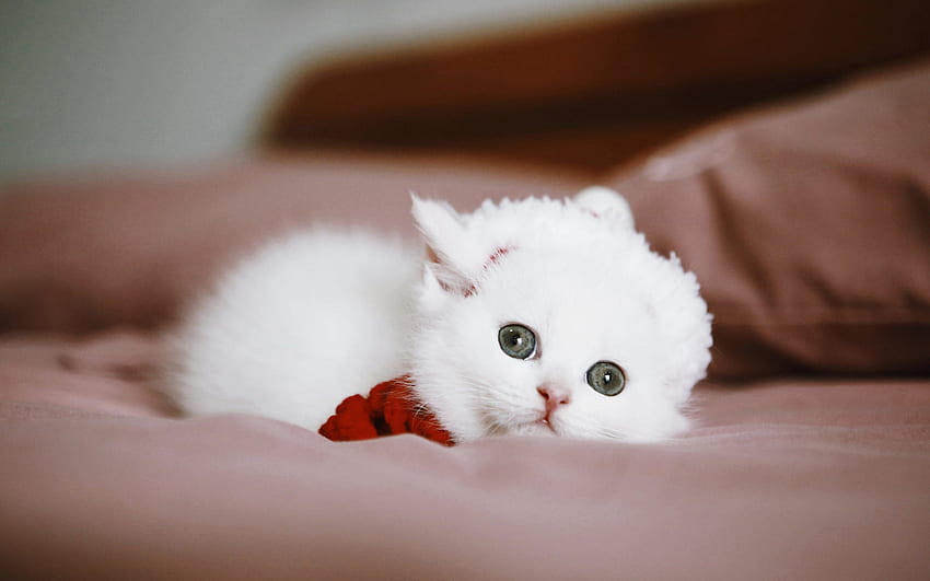 小さな白い子猫、かわいい動物、小さな猫、ペット、白いふわふわの子猫、猫 高画質の壁紙