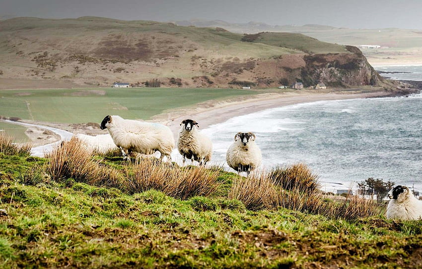 mar, paisaje, ovejas, Escocia, Highlands escocesas para , sección животные, Campo de Escocia fondo de pantalla