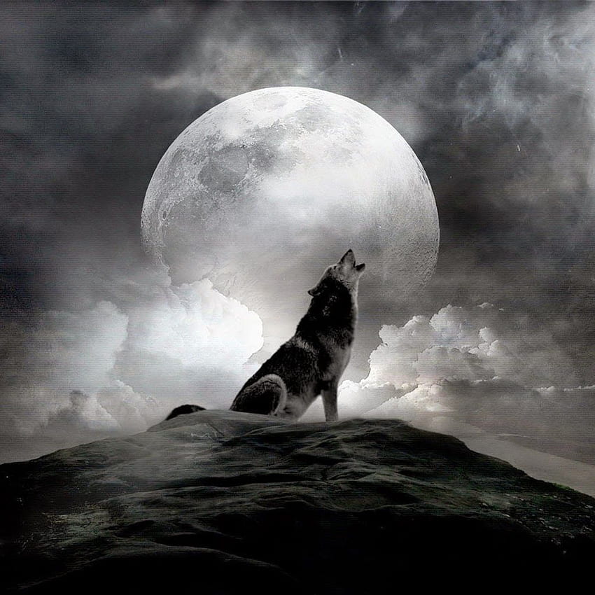 一匹オオカミの遠吠え - 月に一匹狼のオオカミ HD電話の壁紙