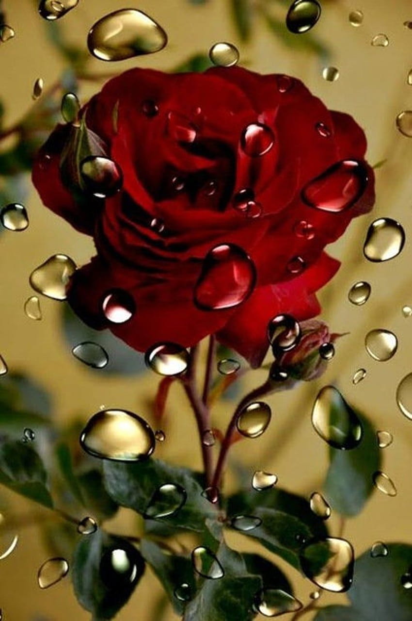 5D 다이아몬드 페인팅 플라워 풀 드릴 로즈 크로스 스티치 홈. 엣시. 아름다운 장미 꽃, 장미 꽃, 빨간 장미 HD 전화 배경 화면