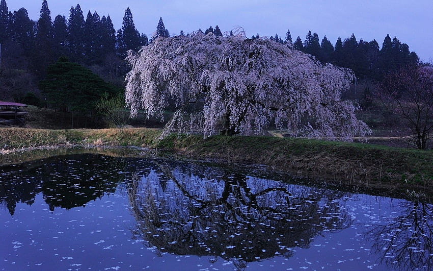 Frühlingskirsche, frische Luft, High Definition, Blüten, schöne Natur Japan HD-Hintergrundbild