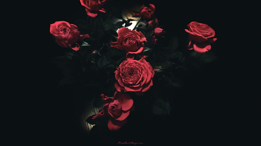 Dark Red Roses . , Flower , Flower aesthetic, Red Roses Laptop HD wallpaper