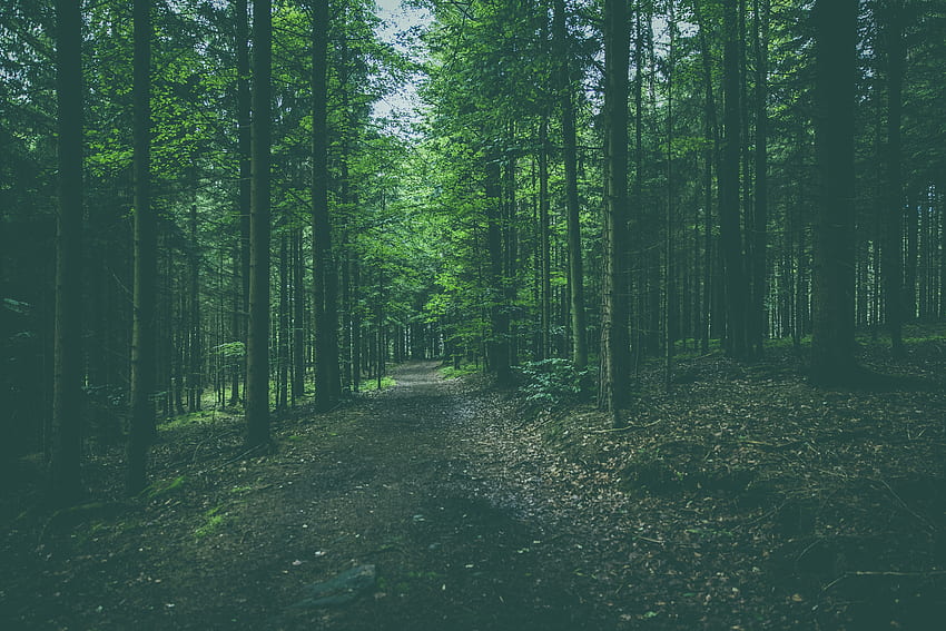 Nature, Trees, Pine, Coniferous, Forest, Path HD wallpaper