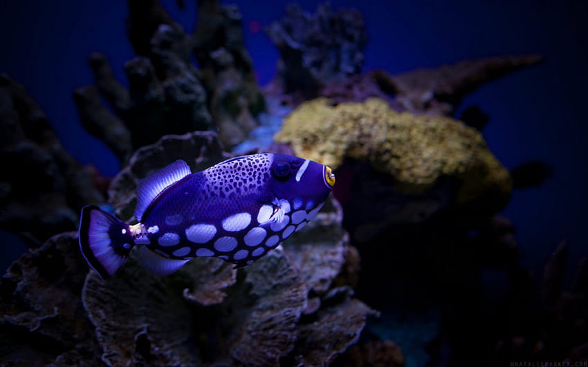 Ikan, biru, makhluk laut, air Wallpaper HD