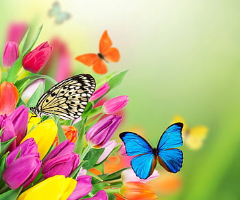 Flowers & Butterflies, butterflies, colorful, flowers, tulips, spring ...