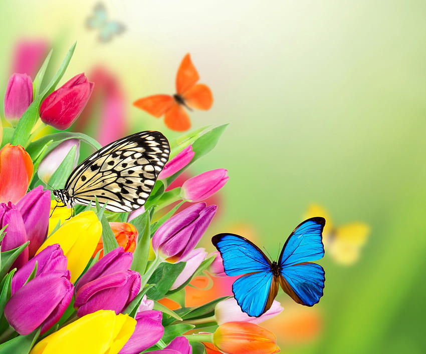 Flowers & Butterflies, butterflies, colorful, flowers, tulips, spring HD wallpaper