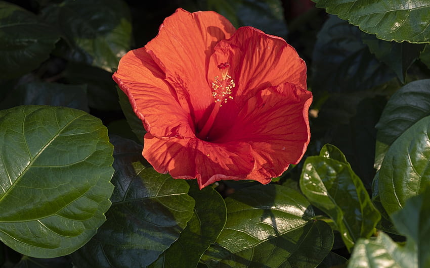 Hibiscus, orange, macro, flower HD wallpaper | Pxfuel