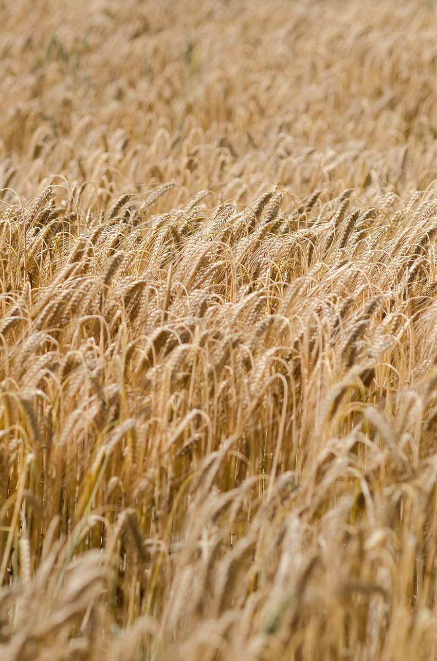 自然, 小麦, フィールド, 耳, 乾燥, スパイク HD電話の壁紙