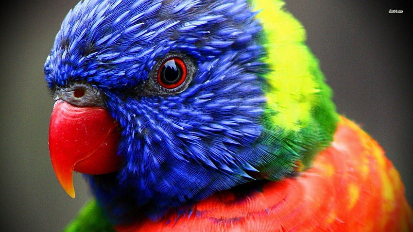 Rainbow Lorikeet - Animal, Rainbow Animals HD wallpaper