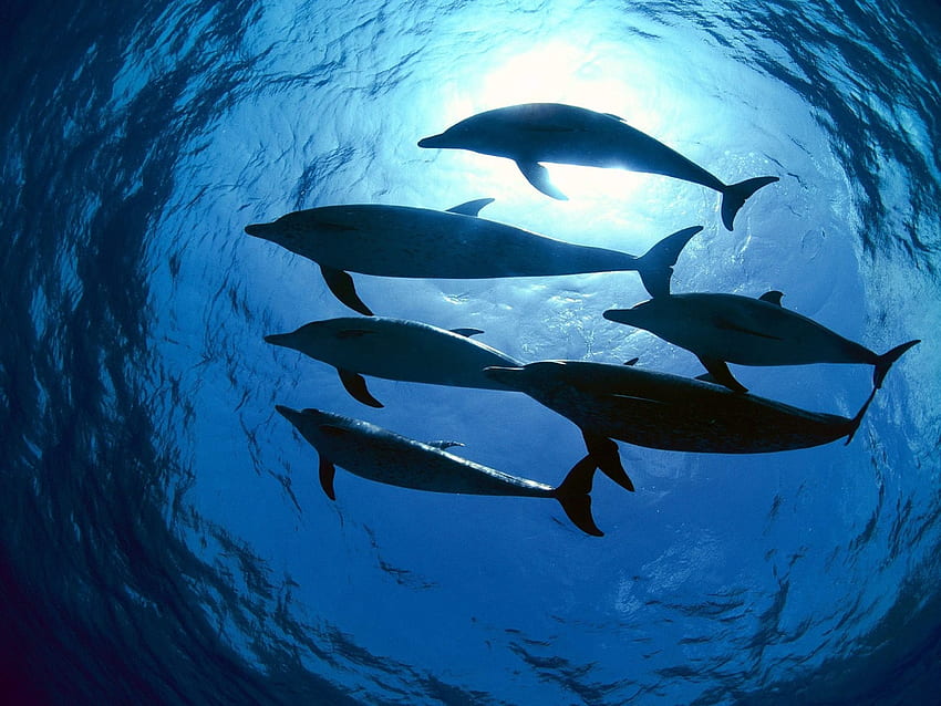 Tiere, Delfine, Unterwasserwelt, Schwimmen, Schwimmen HD-Hintergrundbild