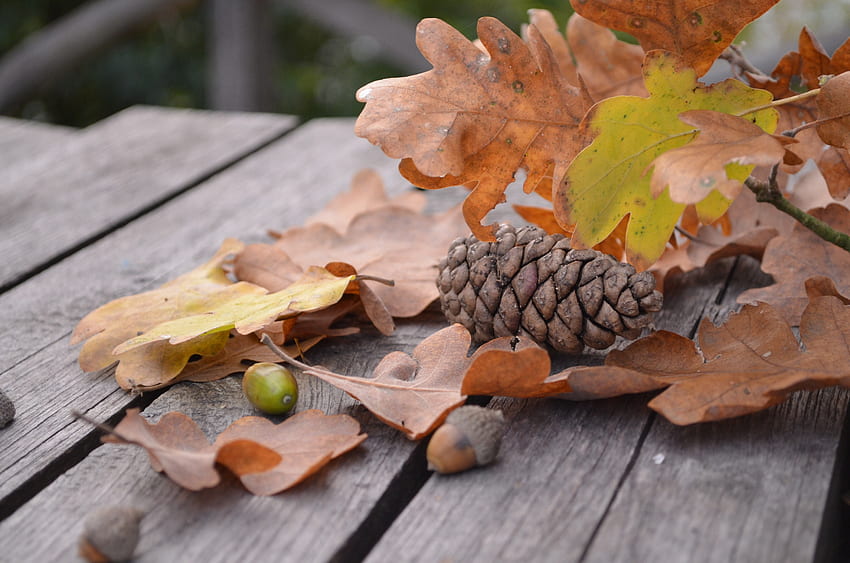 Nature, Autumn, Foliage, Bump, Cone, Acorn HD wallpaper