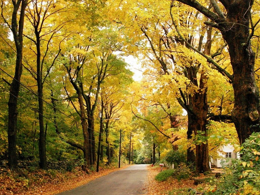 Yellow Forest Road, bushes, day, leaves, limbs, yellow, trees, road, nature, trunks HD wallpaper